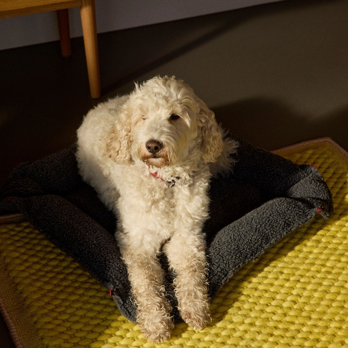 pet nest — product view 2
